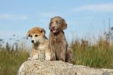 CORGI PEMBROKE & BRAQUE DE WEIMAR 045